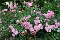 Fiori, Piante, natura_48